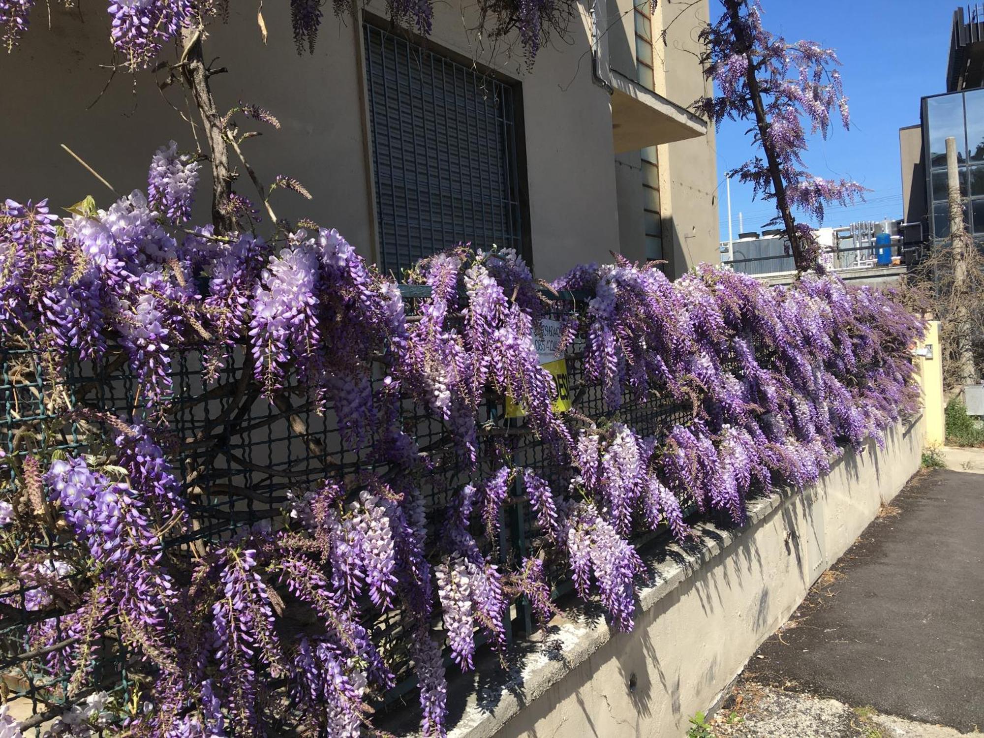 B&B Il Glicine Pescara Centro 外观 照片